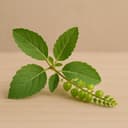 Phyllanthus niruri