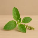 Tulsi